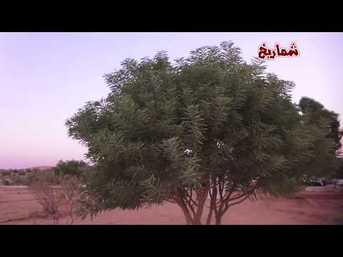 شجر السنط العربي