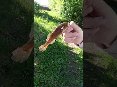 Ротан на удочку.