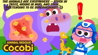 Cocobi Animal Rescue Live Save & Care For Animals Jahanzaibkhilji5259