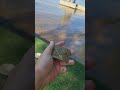 Какой солдат потерял свою бляху?😂😂 #золото #subscribe #metaldetector #shorts