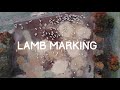 Australian Farm | Sheep Work | Lamb Marking, Why we do it