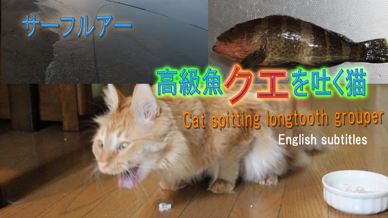 高知種崎サーフルアーのクエを吐く猫 Cat Spitting Longtooth Grouper Youtube