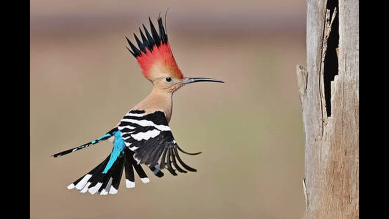 sid ahmed sayeh radio 1 du 20 01 2026 vol 1