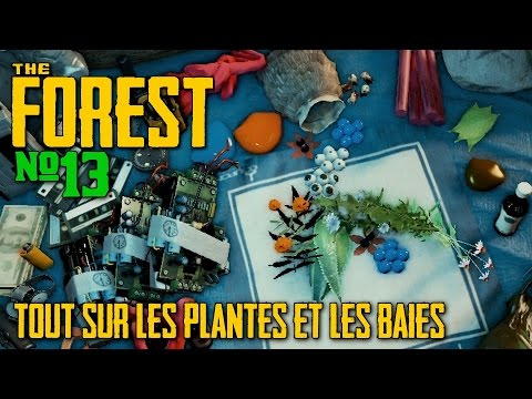 Vidéo: Comment Cueillir Des Baies Dans La Forêt
