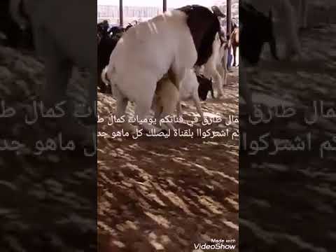 تزاوج الماعز البور من مزارع ا حسن معروف