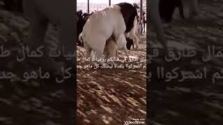 تزاوج الماعز البور من مزارع ا/ حسن معروف