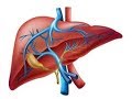 Fisiología del hígado