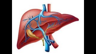 EMP Liver physiology