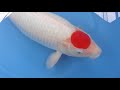 WDC2017 丸堂養鯉場  AC ②3才　丹頂紅白　60ｃｍ