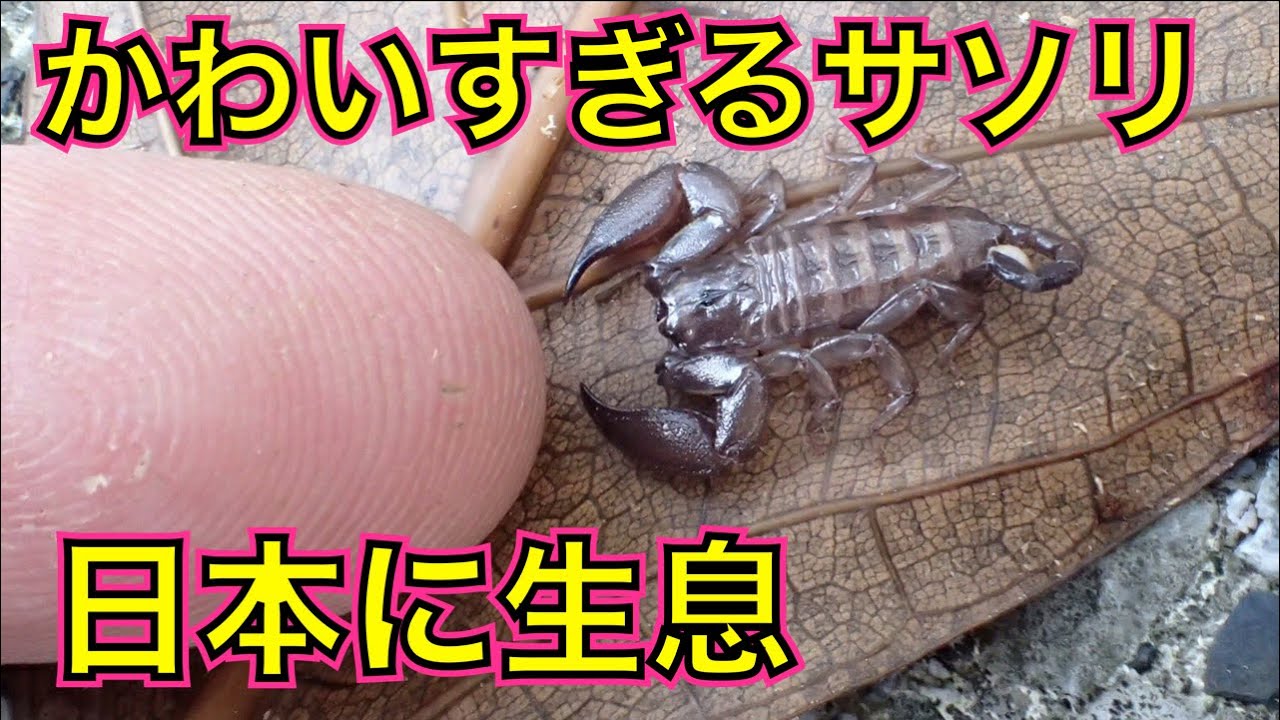 超かわいい国産サソリに刺されてみる（ヤエヤマサソリ・石垣島） - YouTube