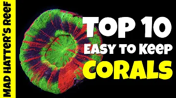 What is the easiest coral to keep?