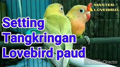 Setting tankringan lovebird paud