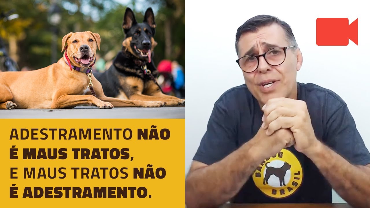 Adestramento N o Maus Tratos E Maus Tratos N o Adestramento YouTube
