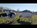 koeien weer voor het eerst naar buiten!🐄