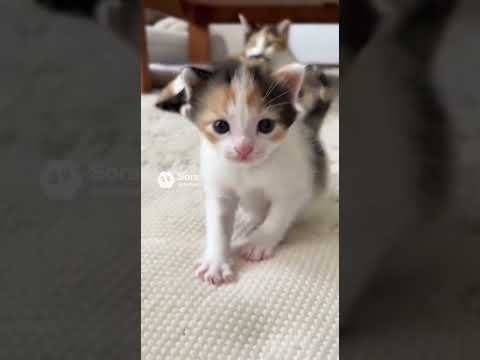 近すぎ注意な子猫/POV: A Kitten Loves You #子ネコ #kitten #kittenshorts