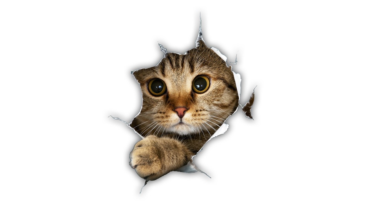 SILLY CAT
