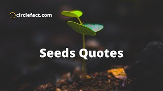 Seeds Quotes      #shorts #circlefact