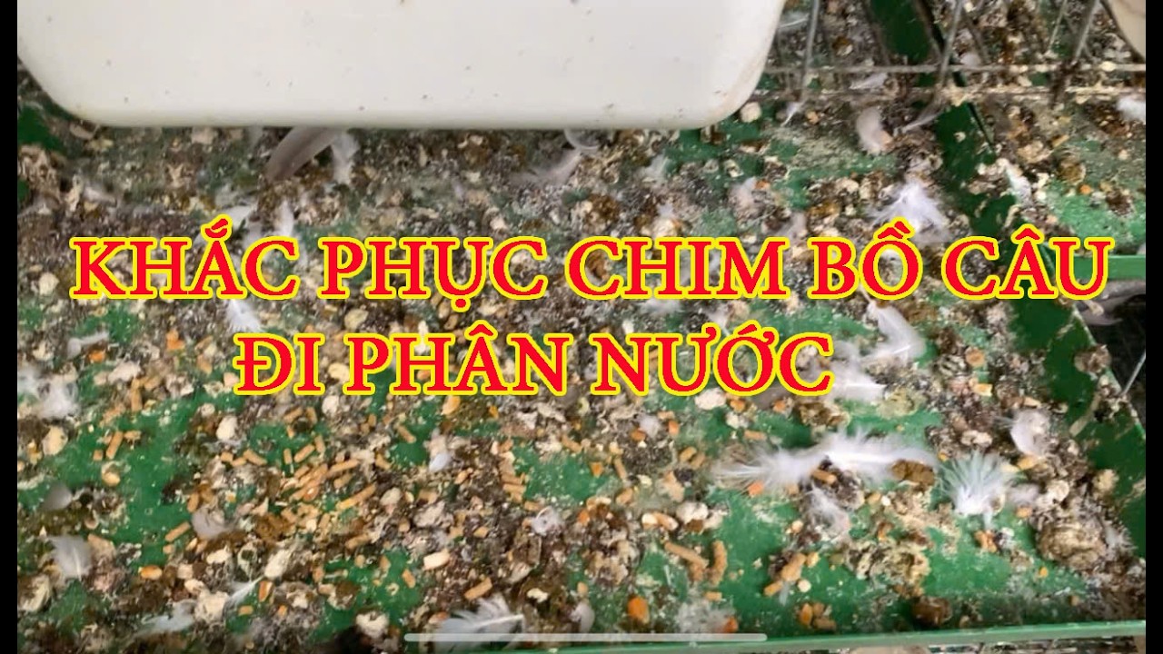 KHẮC PHỤC CHIM BỒ CÂU ĐI PHÂN NƯỚC NGÀY THỨ 3