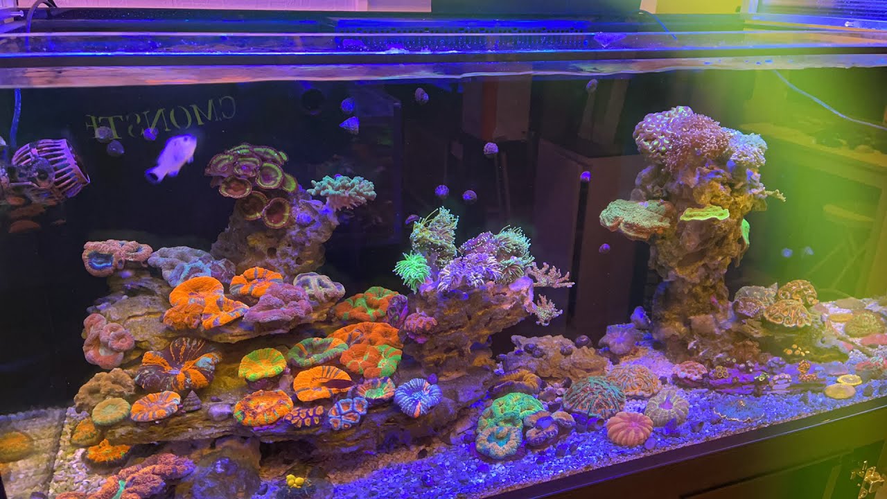 ブレインコーラル サンゴ 標本 16cm 自然科学 インテリア アクアリウム ブレインコーラル サンゴ 標本 16cm 自然科学 インテリア