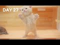 Baby Kittens Try to Stand - Day 27 @ Baby Kittens Day 1 to Day 100 Lucky Paws Vlogs