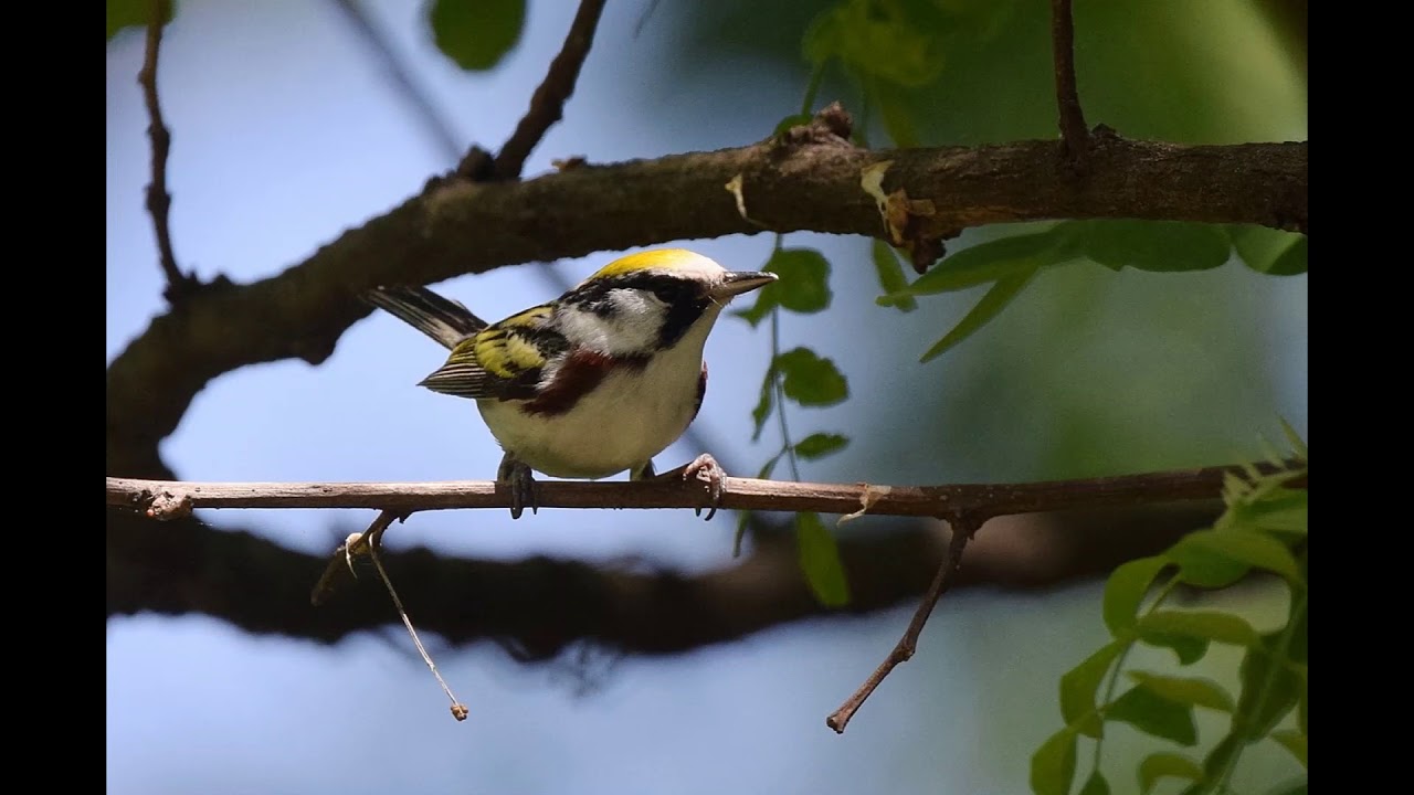Mahoosuc Bird Profiles - Chestnut-sided Warbler