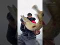Schöne Winter Hechte zurzeit, kugelrund und kampfstark ! #hecht #hechtangeln #pike #pikefishing