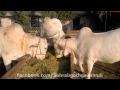 Rehman Cattle Farm Albino Bulls 2012