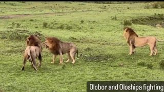 Black Rock Male Lions Olobor Oloshipa Attack Olopi Son Of Rekero Boy