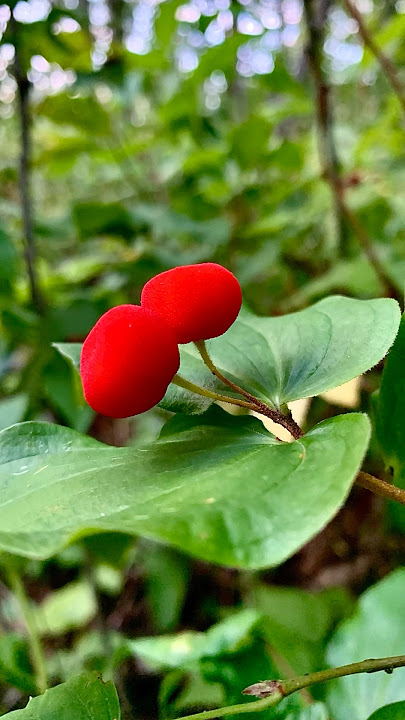 Is this Autumn's First Hug? Sweater Weather Vibes! #wildalberta #nature #wildflowers
