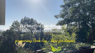 We Buried Our Baby Quail.