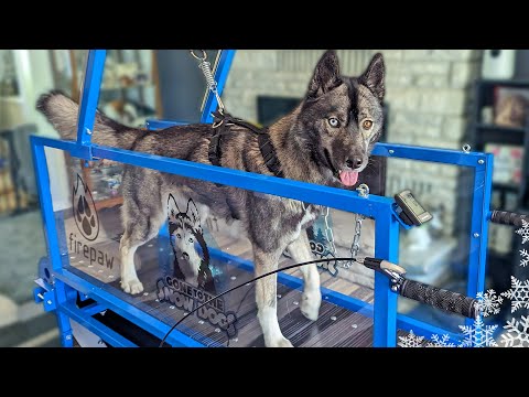 Video: Tato punková rocková vesta může jen zachránit život vašeho pejska od kojotového útoku