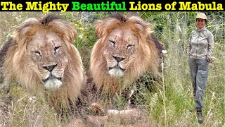 Ep 6 Majestic huge Lions of Mabula Game Lodge | Lion safari | Mabula game lodge South Africa | Lions