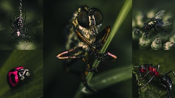 How to Edit Macro Photos using Lightroom Mobile | Deep Moody Preset | Macro photography