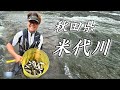 【鮎釣り】秋田県 米代川 良型が連発❗