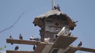 Doves: The Symbol of Peace #animals #doveseason #birds #fact