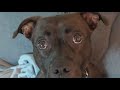 Pet for adoption: Meet Oatly!