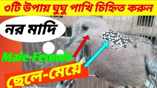 ঘুঘু পাখি নর মাদি চেনার উপায়|৩ টি উপায়ে ঘুঘু পাখি ছেলে মেয়ে নিশ্চিত করুন