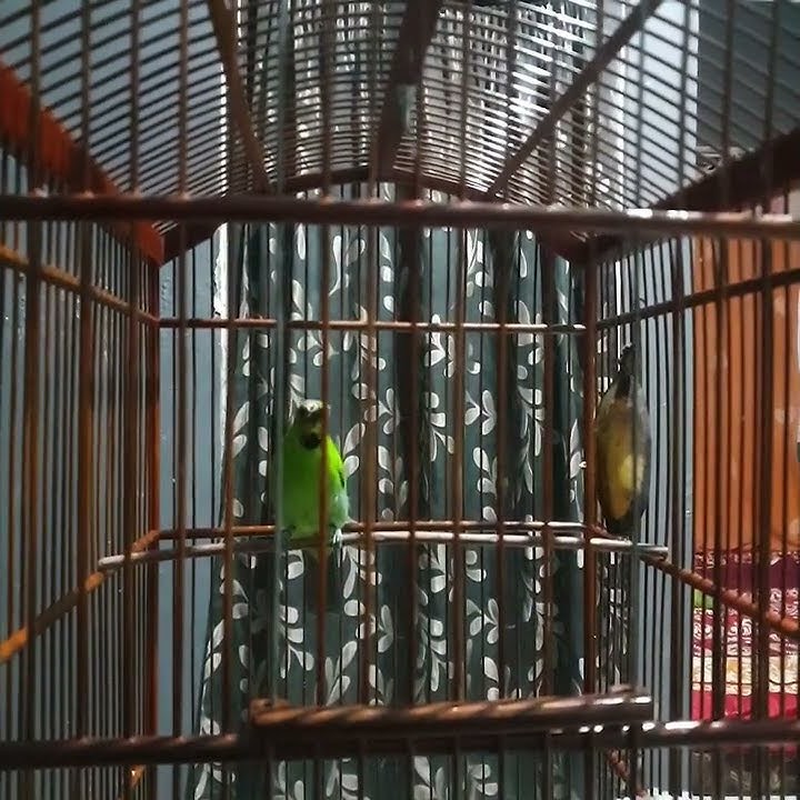 suara khas cucak ijo lokal alas purwo banyuwangi (bwi)