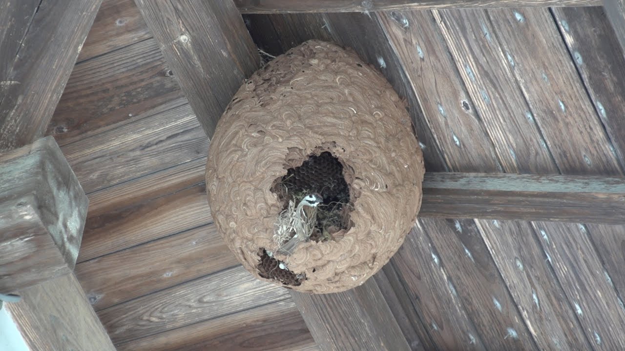 スズメ が 巣 を 作る