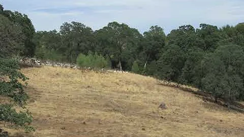 Time-lapse movie of goats eating grass for fire pr...