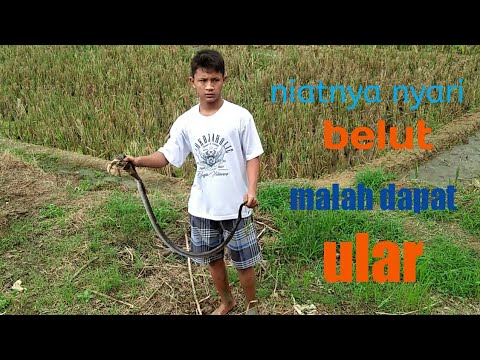 Nangkap ular di sawah - YouTube