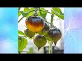 Новинки томатов 2022. Обзор посылки с семенами