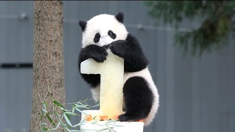 Fans Gather to Bid Farewell to Giant Panda Bao Bao as She Prepares to Return to China