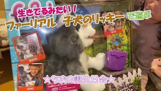 生きてるみたい！ファーリアル子犬のリッキーをもらったよ♪ちおの誕生日会