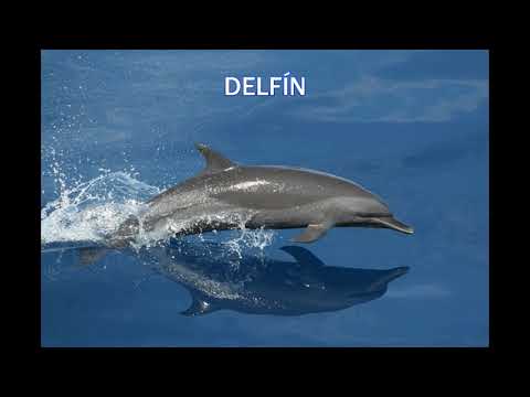 Video: Como Se Dice Delfín En Inglés