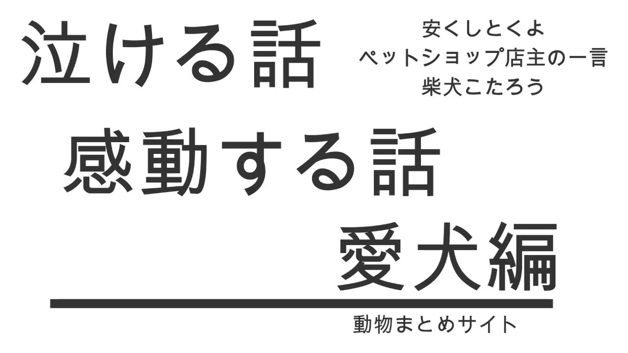 泣ける話 犬 柴犬こたろう ペットショップ主人の一言でムッ Enjoybox