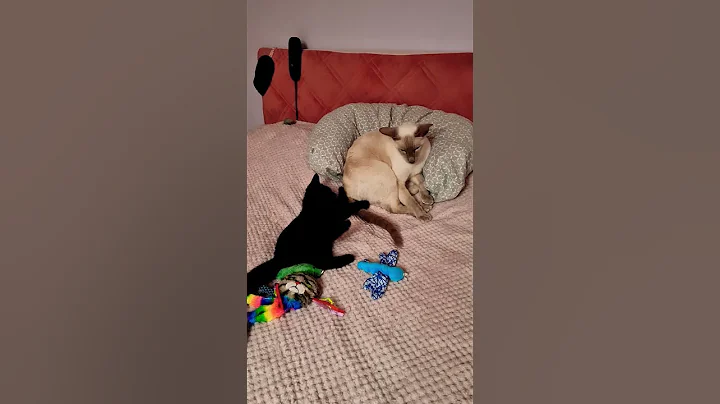 Video 11385451: funnycats siamese, cute siamese kitten