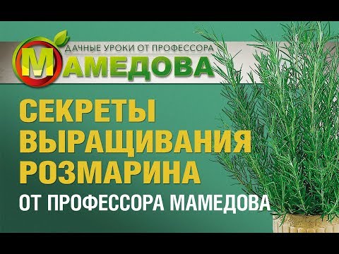 СЕКРЕТЫ выращивания РОЗМАРИНА от профессора Мамедова