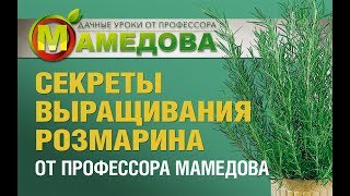 СЕКРЕТЫ выращивания РОЗМАРИНА от профессора Мамедова