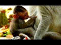 Baby monkey doesn&#39;t know how to drink two milk in same time